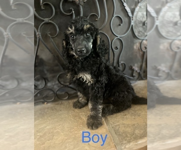 Medium Photo #1 Poodle (Standard) Puppy For Sale in HUMBLE, TX, USA