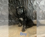 Small Photo #1 Poodle (Standard) Puppy For Sale in HUMBLE, TX, USA