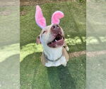 Small #21 American Staffordshire Terrier Mix