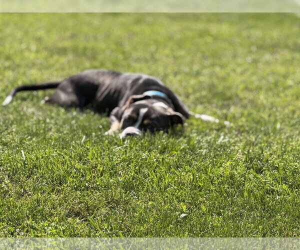Medium Photo #26 American Pit Bull Terrier-Unknown Mix Puppy For Sale in Germantown, OH, USA