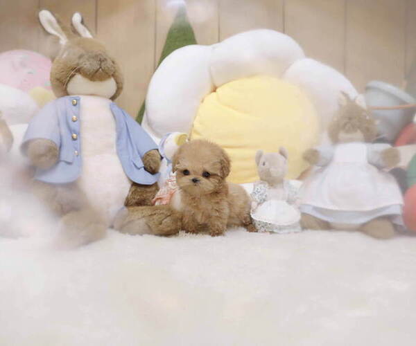 Medium Photo #2 Poodle (Toy) Puppy For Sale in Seoul, Seoul, Korea, South
