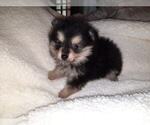 Small Photo #3 Pomeranian Puppy For Sale in DINWIDDIE, VA, USA