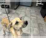 Small #2 Mutt