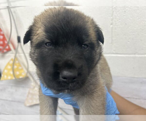 Medium Photo #1 German Shepherd Dog-Unknown Mix Puppy For Sale in San Bernardino, CA, USA