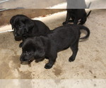 Small #4 Bernese Mountain Dog-Labrador Retriever Mix