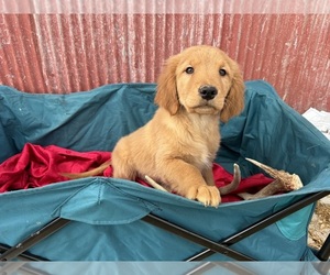 Golden Retriever Puppy for Sale in META, Missouri USA