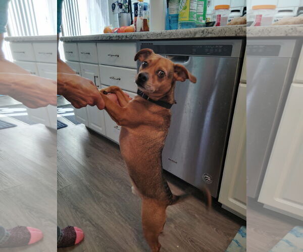 Medium Photo #5 Beagle-Chihuahua Mix Puppy For Sale in Princeton, MN, USA