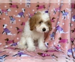 Small #1 Goldendoodle (Miniature)