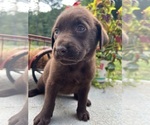 Small #3 Labrador Retriever