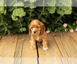 Small #17 Cocker Spaniel