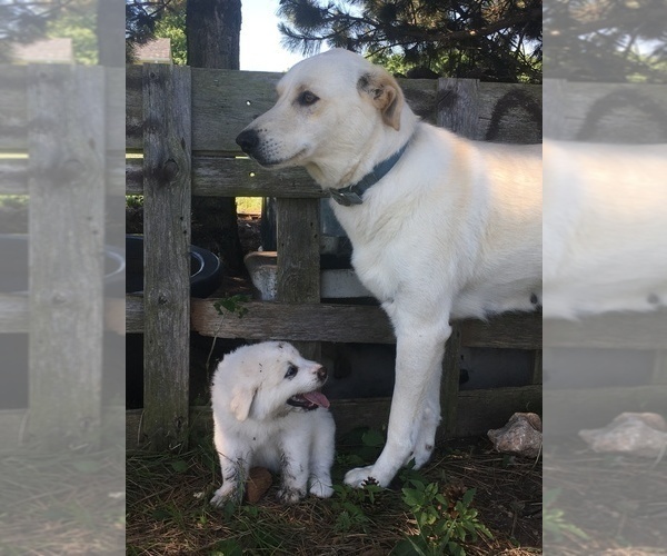 Medium Photo #1 Akbash Dog-Great Pyrenees Mix Puppy For Sale in EL DORADO, KS, USA