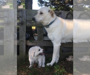 Mother of the Akbash Dog-Great Pyrenees Mix puppies born on 05/19/2021