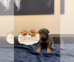 Small Photo #4 Doberman Pinscher Puppy For Sale in PARADISE, TX, USA