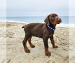 Puppy Red Male Doberman Pinscher