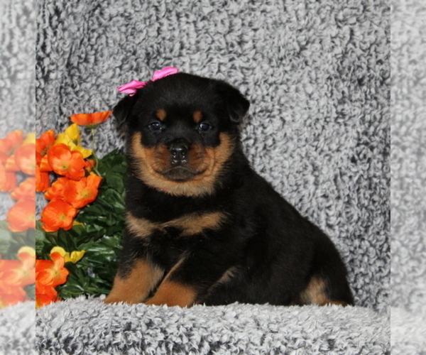 Medium Photo #2 Rottweiler Puppy For Sale in COCHRANVILLE, PA, USA