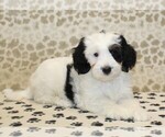 Small #1 Miniature Bernedoodle