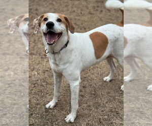 American Foxhound-Labrador Retriever Mix Dogs for adoption in Great Bend, KS, USA