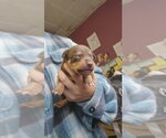 Small #1 Mutt