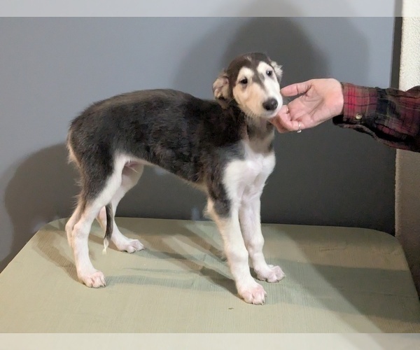 Medium Photo #6 Borzoi Puppy For Sale in FULTON, NY, USA