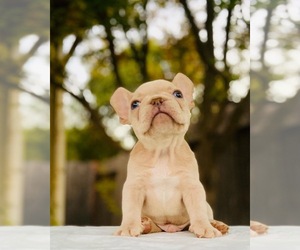 French Bulldog Puppy for sale in YUBA CITY, CA, USA