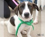 Small Photo #4 Dachshund-Pointer Mix Puppy For Sale in Washington, DC, USA
