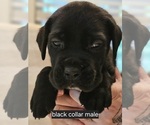 Puppy Puppy 5 Cane Corso