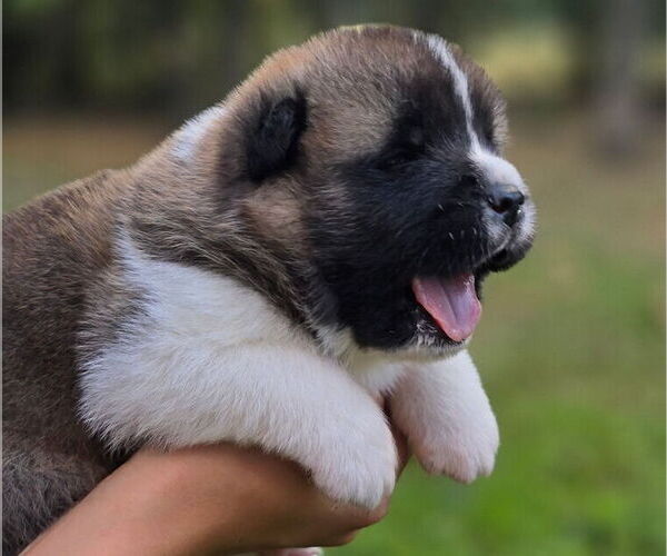 Medium Photo #10 Akita Puppy For Sale in STRAFFORD, MO, USA