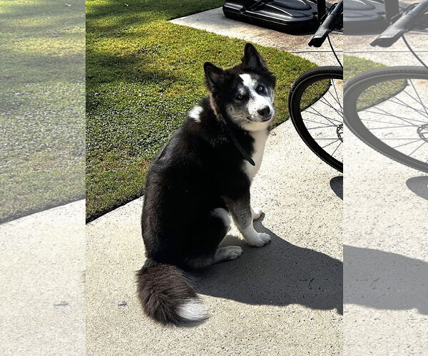 Medium Photo #4 Siberian Husky Puppy For Sale in McDonough, GA, USA