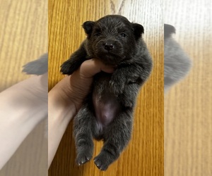 Pomeranian Puppy for sale in ALBANY, NY, USA
