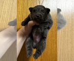 Image preview for Ad Listing. Nickname: Litter of 3