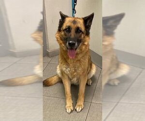 German Shepherd Dog Dogs for adoption in Rancho Cucamonga, CA, USA