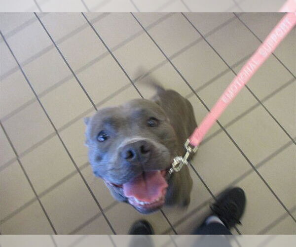 Medium Photo #1 Staffordshire Bull Terrier Puppy For Sale in Ocala, FL, USA