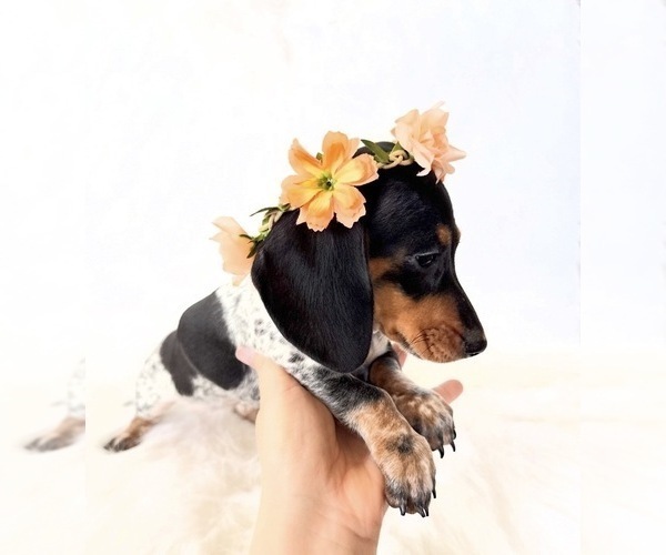Medium Photo #5 Dachshund Puppy For Sale in DAVIS, CA, USA