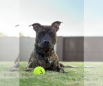 Small #1 American Pit Bull Terrier Mix