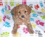 Small Photo #2 Cavapoo-Poodle (Miniature) Mix Puppy For Sale in ORO VALLEY, AZ, USA