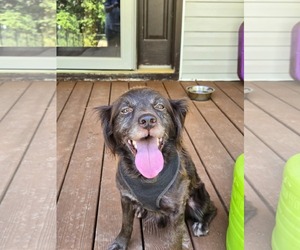 Chip - Male Cocker Spaniel-Unknown Mix Dog for Adoption - Photo #2