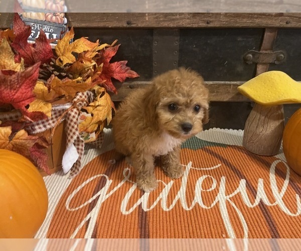 Medium Photo #5 Cavapoo Puppy For Sale in FULTON, KS, USA