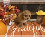Small #4 Cavapoo
