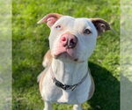 Small #19 American Staffordshire Terrier Mix