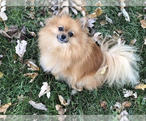 Mother of the Pomeranian puppies born on 10/04/2019
