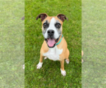 Small #11 Boxer