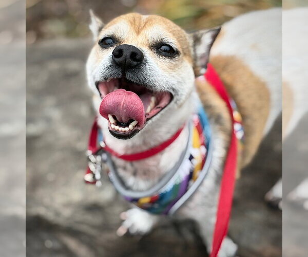 Medium Photo #4 Rat Terrier Puppy For Sale in Atlanta, GA, USA