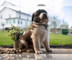 Small Photo #13 Saint Bernard Puppy For Sale in WEST FARMINGTON, OH, USA