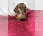 Daisey - Female Dachshund Puppy for Sale - Photo #2
