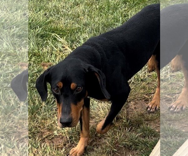 Medium Photo #3 Coonhound-Doberman Pinscher Mix Puppy For Sale in Sistersville, WV, USA
