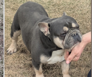 Father of the French Bulldog puppies born on 12/21/2024