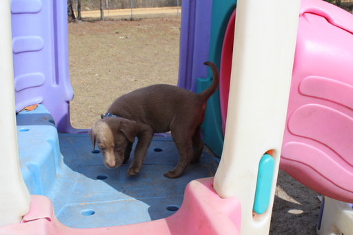 Medium Photo #1 Labrador Retriever Puppy For Sale in SOPERTON, GA, USA