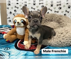 French Bulldog Puppy for sale in SAN JUAN, TX, USA