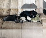 Small #9 American Pit Bull Terrier-Staffordshire Bull Terrier Mix