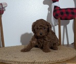 Small Photo #59 Poodle (Miniature) Puppy For Sale in GOSHEN, IN, USA